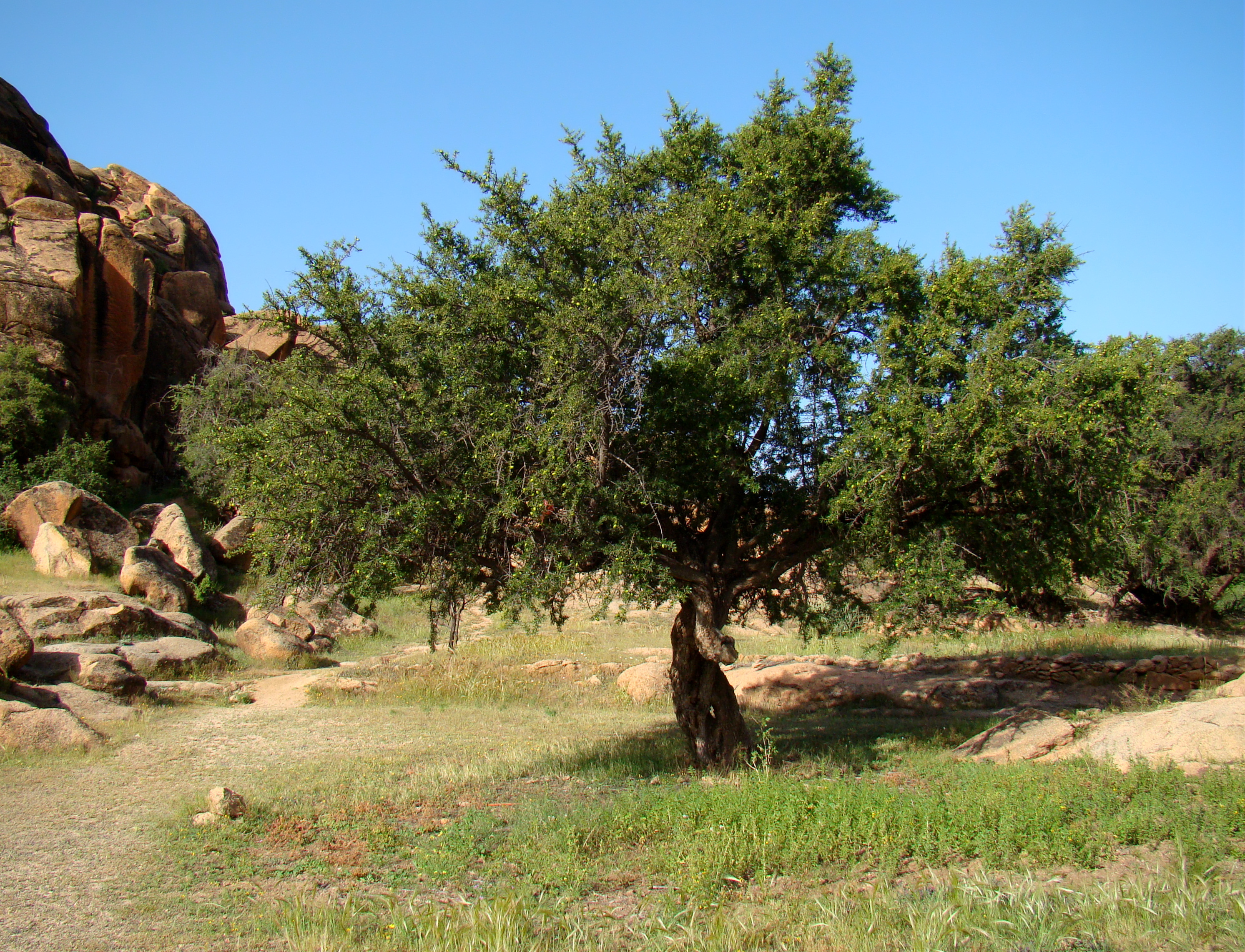 Argania spinosa tree near Tafraoute, Morocco